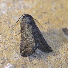 Pseudogyrtona fulvana