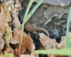 Podarcis siculus