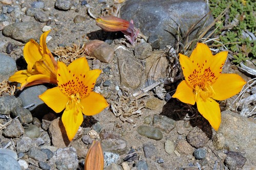 Alstroemeria esteparica (Alstroemeria esteparica)