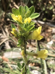 Chamaecytisus hirsutus