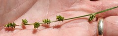 Carex atlantica