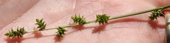 Carex atlantica