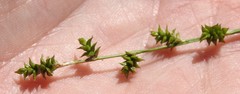 Carex atlantica
