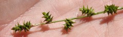 Carex atlantica