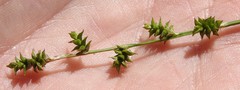 Carex atlantica