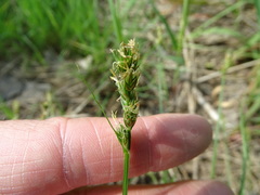 Carex spicata