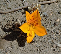 Alstroemeria patagonica