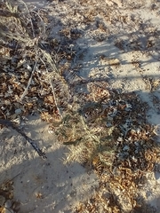 Cylindropuntia waltoniorum