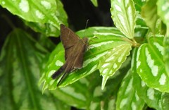 Spicauda simplicius