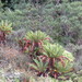 Blechnum cycadifolium - Photo (c) Matías Portflitt, some rights reserved (CC BY-NC), uploaded by Matías Portflitt