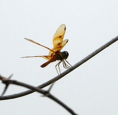 Perithemis lais
