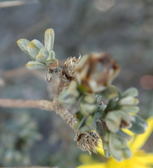 Oedera spinescens