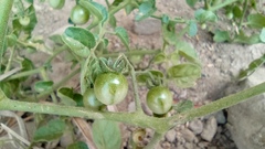 Solanum pimpinellifolium