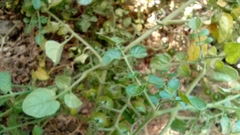 Solanum pimpinellifolium