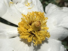 Romneya coulteri