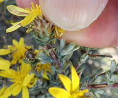 Oedera spinescens