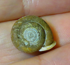 Triodopsis tridentata