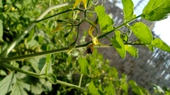Solanum pimpinellifolium