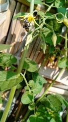Solanum pimpinellifolium
