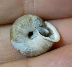 Triodopsis tridentata