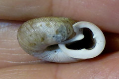 Triodopsis tridentata