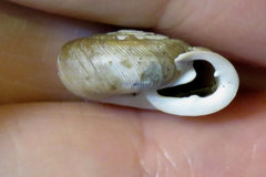 Triodopsis tridentata