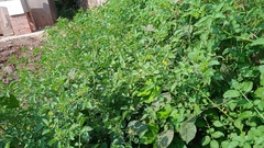 Solanum pimpinellifolium