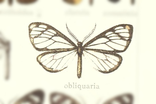 Dioptis obliquaria