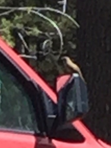iNaturalist observation photo of Northern House Wren