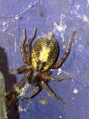 Amaurobius fenestralis