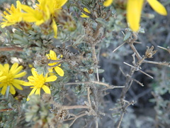 Oedera spinescens