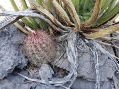 Thelocactus bicolor