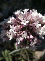 Valeriana tuberosa