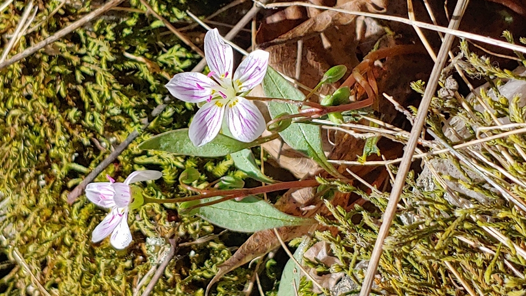 Carolina springbeauty from Joyceville, ON K0H 1Y0, Canada on April 12