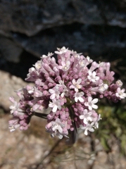 Valeriana tuberosa
