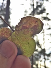 Phytomyza abdominalis