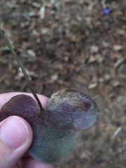 Phytomyza abdominalis