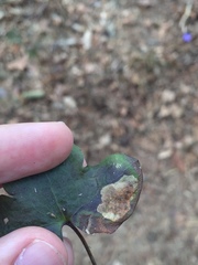 Phytomyza abdominalis