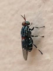 Cyphomyia albomaculata