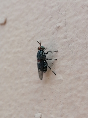 Cyphomyia albomaculata