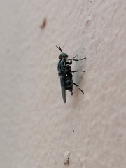 Cyphomyia albomaculata