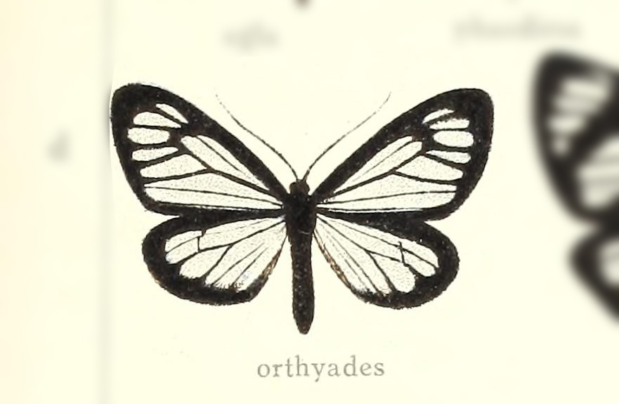 Monocreaga orthyades