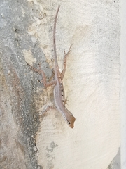 Anolis scriptus