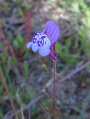 Linaria algarviana