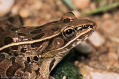 Lithobates sphenocephalus utricularius