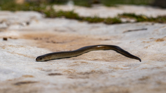 Chalcides guentheri