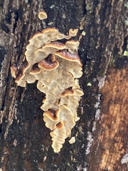 Exidiopsis leucophaea