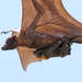 Bats - Photo (c) 360pixual, some rights reserved (CC BY-NC), uploaded by 360pixual