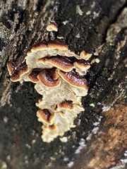 Exidiopsis leucophaea