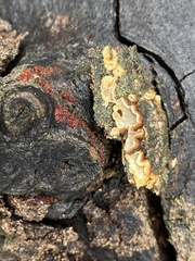 Exidiopsis leucophaea